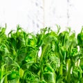 Pea green young tendril plants shoots in growing container