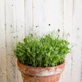 Pea green young tendril plants shoots in plant pot