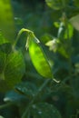 Pea growing in the garden
