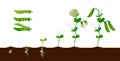 Pea growth. Green plant growing stages with seedling, sprout and pods, organic vegetable graphic element. Vector Royalty Free Stock Photo