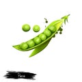 Pea isolated on white. Small spherical seed or seed-pod Pisum sativum. Pod contains several peas. Digital art illustration. Royalty Free Stock Photo