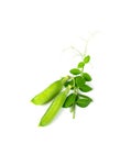 Pea Leaf and Pea Pods Isolated, Green Leaves, Fresh Legumes Sprouts, Spring Pea Shootsnd Royalty Free Stock Photo