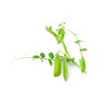 Pea Leaf and Pea Pods Isolated, Green Leaves, Fresh Legumes Sprouts, Spring Pea Shootsnd Royalty Free Stock Photo