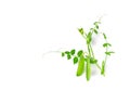 Pea Leaf and Pea Pods Isolated, Green Leaves, Fresh Legumes Sprouts, Spring Pea Shootsnd Royalty Free Stock Photo