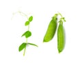 Pea Leaf and Pea Pods Isolated, Green Leaves, Fresh Legumes Sprouts, Spring Pea Shootsnd Royalty Free Stock Photo