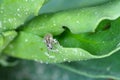 A pea leaf weevil Sitona lineatus. beetle on the damaged plant.