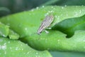 A pea leaf weevil Sitona lineatus. beetle on the damaged plant.