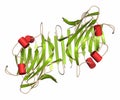 Pea lectin protein. Carbohydrate binding protein isolated from Pisum sativum