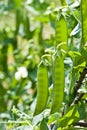 Pea of marrowfat Royalty Free Stock Photo