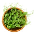 Pea microgreen, green shoots, in wooden bowl