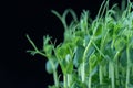 Pea microgreens birth close up on black background.