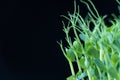 Pea microgreens birth close up on black background.