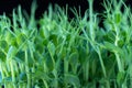 Pea microgreens birth close up on black background.