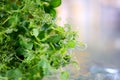 Pea microgreens birth close-up. Green micro plants pisum germination. Juicy young sprouts in containers. Germination of