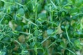 Pea microgreens birth close up. Green micro plants pisum germination top view.