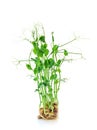 Pea microgreens isolate on white background. Selective focus. Royalty Free Stock Photo