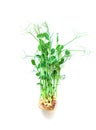 Pea microgreens isolate on white background. Selective focus. Royalty Free Stock Photo