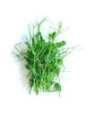 Pea microgreens isolate on white background. Selective focus. Royalty Free Stock Photo