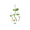 Pea microgreens and seed