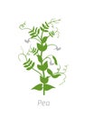 Pea Pisum sativum. Agriculture cultivated plant. Green leaves. Flat color Illustration clipart on white background