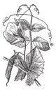 Pea or Pisum sativum, vintage engraving