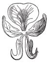 Pea or Pisum sativum, vintage engraving