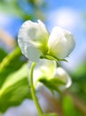 Pea plant Royalty Free Stock Photo