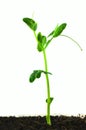 Pea plant Royalty Free Stock Photo