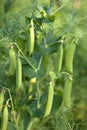 Pea Plant Royalty Free Stock Photo