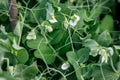 Pea plant blooming in garden, white flowers Royalty Free Stock Photo