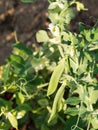 Pea plant growing in garden with green pea pods and white flowers Royalty Free Stock Photo