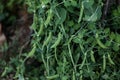 Pea plant growing in vegetable garden bearing healthy green pods and white flowers Royalty Free Stock Photo