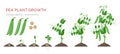 Pea plant growth stages infographic elements in flat design. Planting process of peas from seeds sprout to ripe