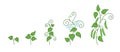 Pea plant. Growth stages. Ripening period. The life cycle of the Pisum sativum. Contour green line vector infographic Royalty Free Stock Photo