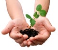 Pea plant in hands Royalty Free Stock Photo