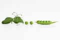 Pea plant and kernel Royalty Free Stock Photo