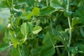 A pea plant with leaves. tendrils, pods