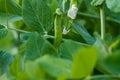 A pea plant with leaves. tendrils, pods