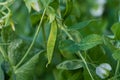 A pea plant with leaves. tendrils, pods