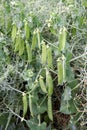 Pea plant legume