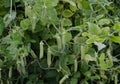 Pea plant with pea pods Royalty Free Stock Photo