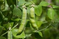 Pea plant with pods Royalty Free Stock Photo