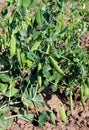 Pea plant with pods Royalty Free Stock Photo