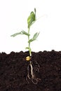 Pea plant in soil, green plant, seed and roots Royalty Free Stock Photo