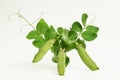 Pea plant on white Royalty Free Stock Photo