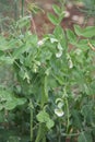 Pea plant with white flowers and green pods growing in garden Royalty Free Stock Photo