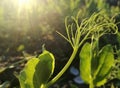 Pea plantation. Young plant in the irrigated vegetable garden, close up and rays of the sun at sunset. European Agricultural Indus Royalty Free Stock Photo