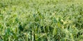 Pea plants cultivated in a field in the summer season Royalty Free Stock Photo