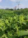 pea plants in the garden are green Royalty Free Stock Photo