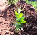 Pea plants in a garden Royalty Free Stock Photo